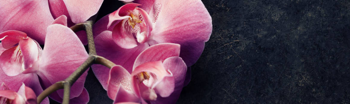 massage-orchideen-pink-crop.jpg