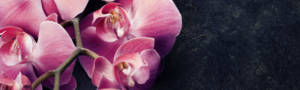 Pinke Orchideen